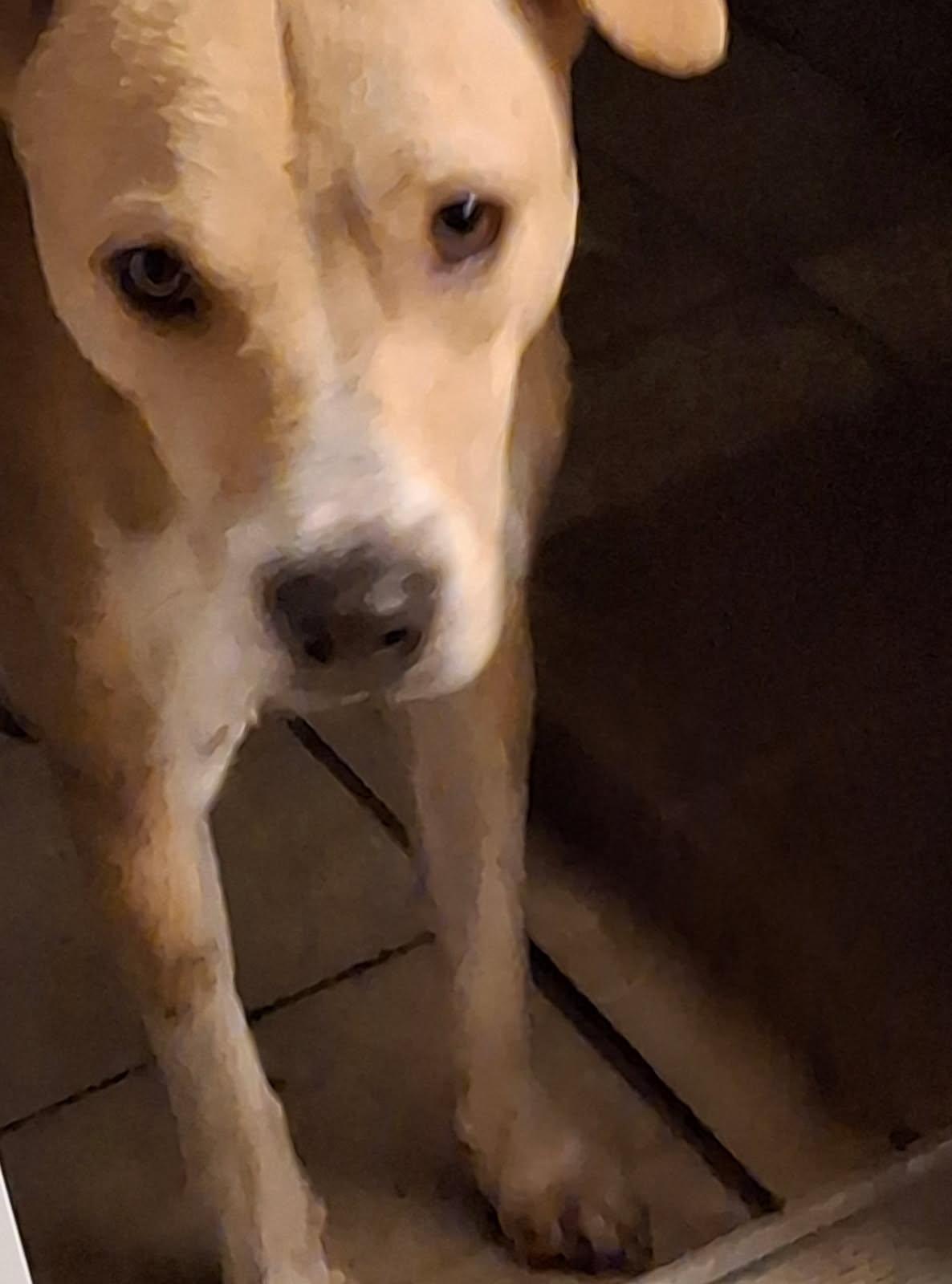 Enlarge Connelly, a Adoptable mixed breed in Plano, TX image 3/5