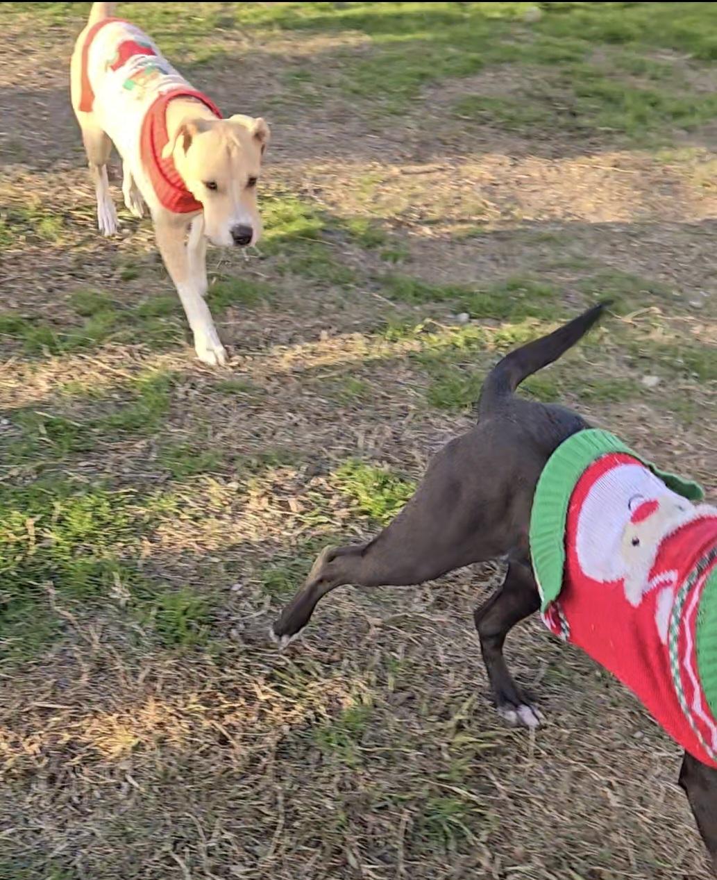 Enlarge Connelly, a Adoptable mixed breed in Plano, TX image 5/5