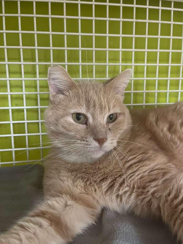 Bart - Oh, am I orange!, ADOPTABLE, Adult Male Domestic Short Hair.