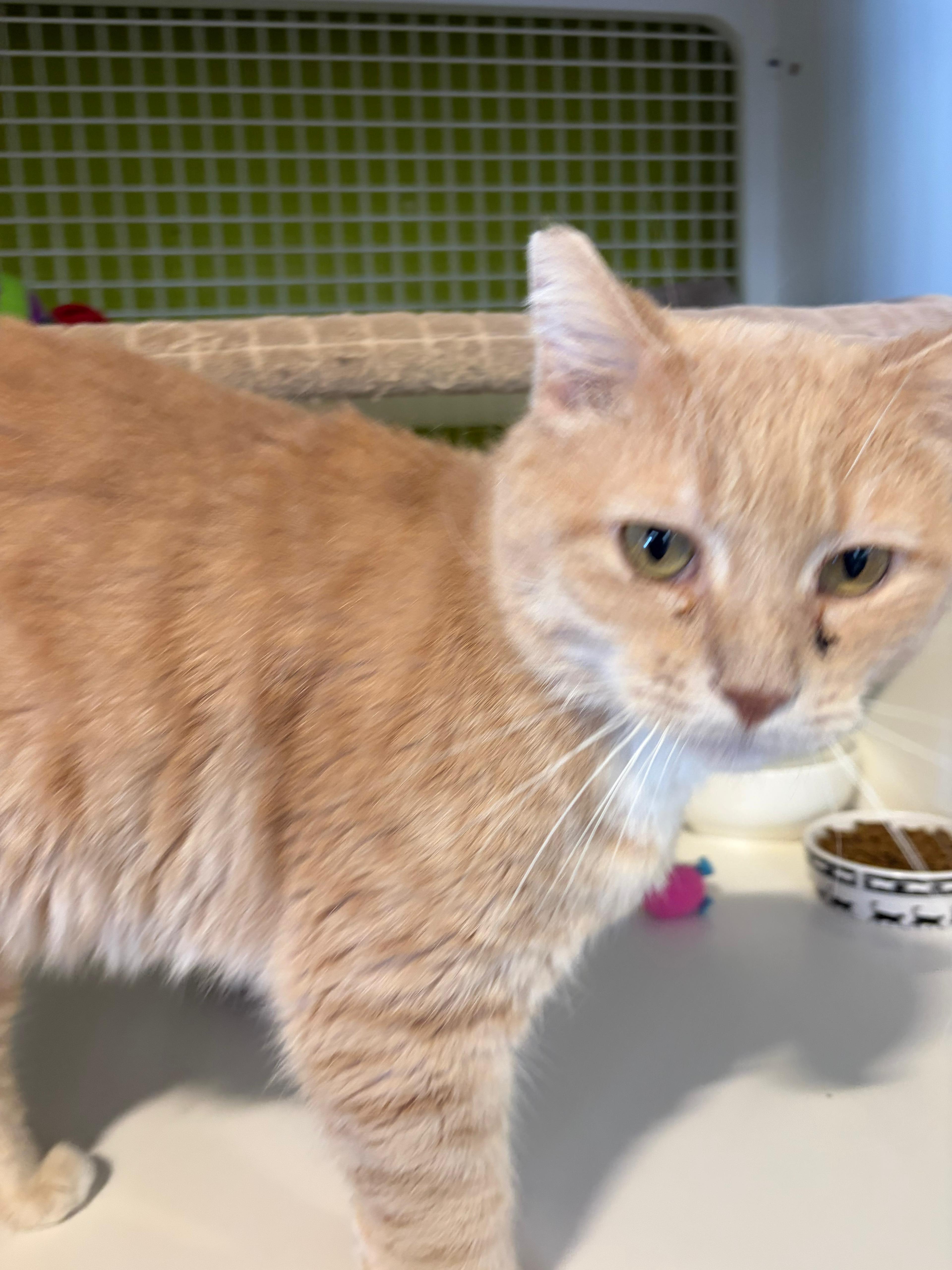 Bart - Oh, am I orange!, a ADOPTABLE Domestic Short Hair in Fountain Valley, CA image 2/2