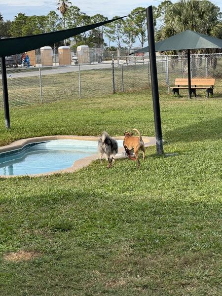 Enlarge Poi, a Adoptable mixed breed in Melbourne, FL image 1/5