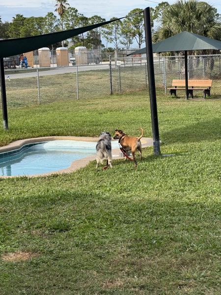 Enlarge Poi, a Adoptable mixed breed in Melbourne, FL image 2/5