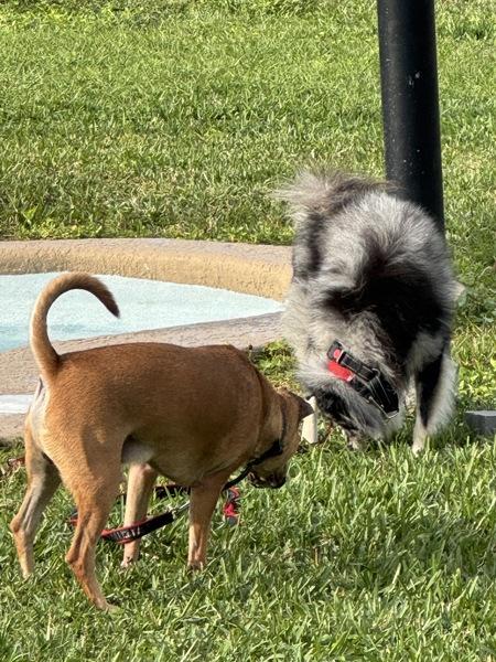 Enlarge Poi, a Adoptable mixed breed in Melbourne, FL image 3/5