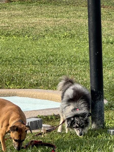 Enlarge Poi, a Adoptable mixed breed in Melbourne, FL image 4/5