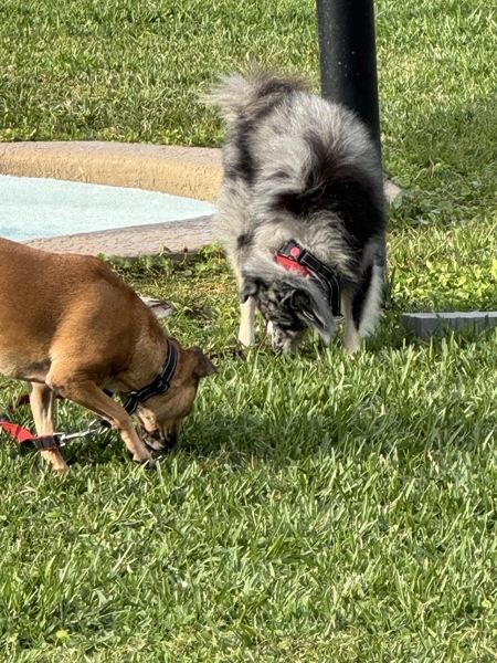 Enlarge Poi, a Adoptable mixed breed in Melbourne, FL image 5/5