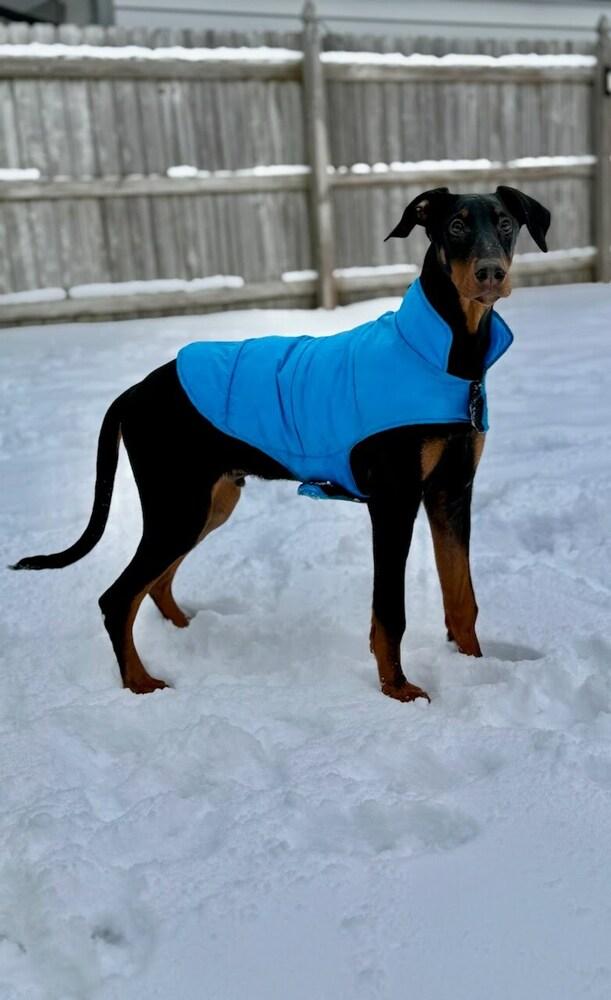 Shultz, Adopted, Puppy Male Doberman Pinscher.