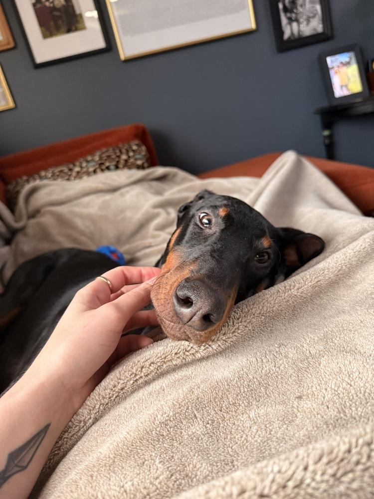 Enlarge Shultz, a Adopted Doberman Pinscher in Oakland, MI image 3/6