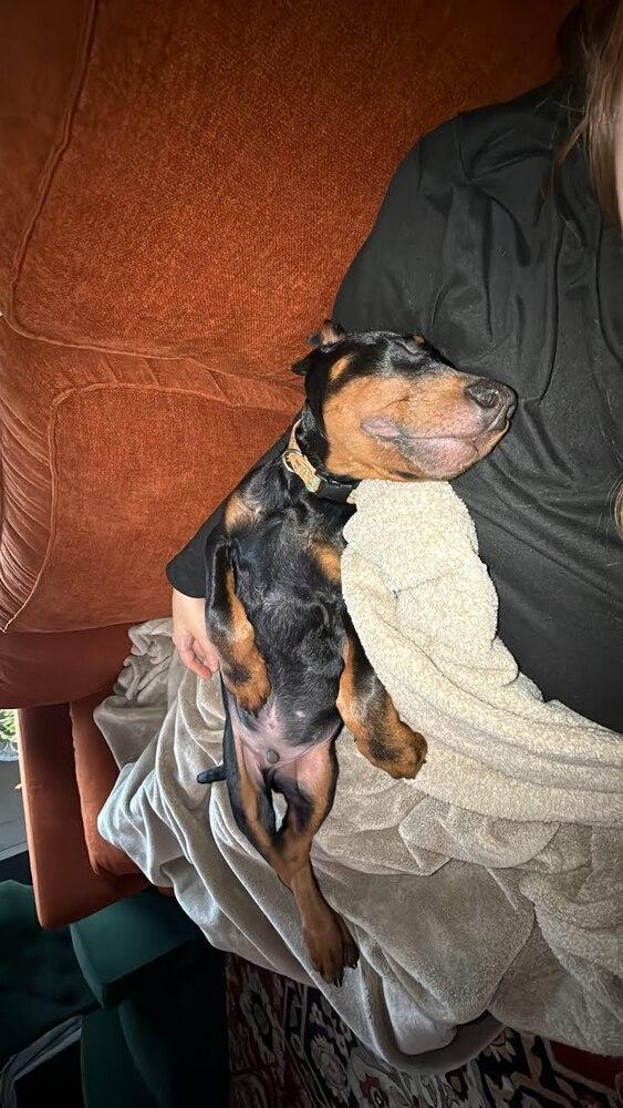 Enlarge Shultz, a Adopted Doberman Pinscher in Oakland, MI image 6/6