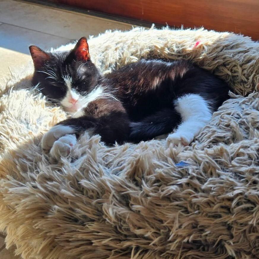 Bella, adoptable, Senior Female Domestic Short Hair.