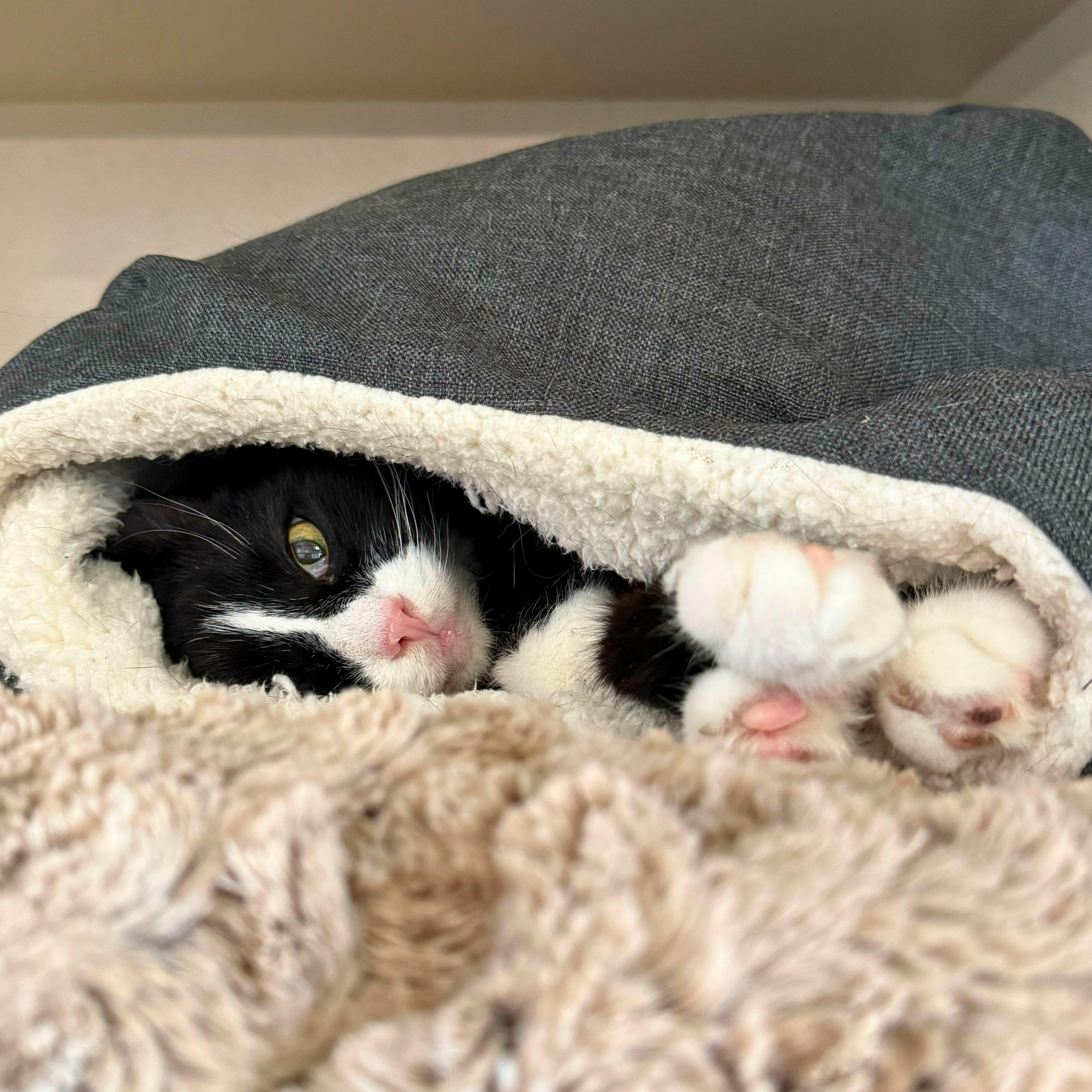 Bella, a Adoptable Domestic Short Hair in Ridgway, CO image 1/4