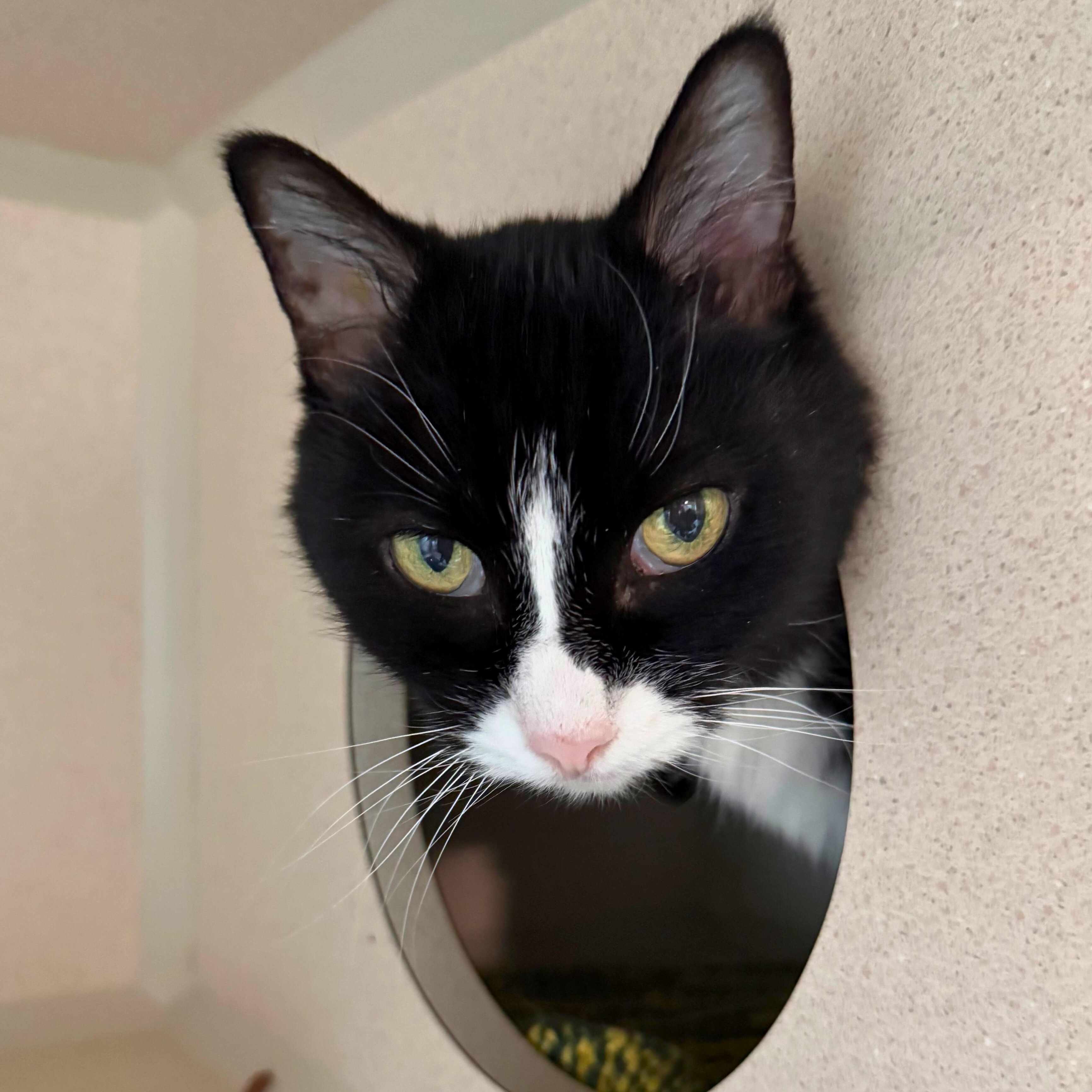 Bella, a Adoptable Domestic Short Hair in Ridgway, CO image 3/4