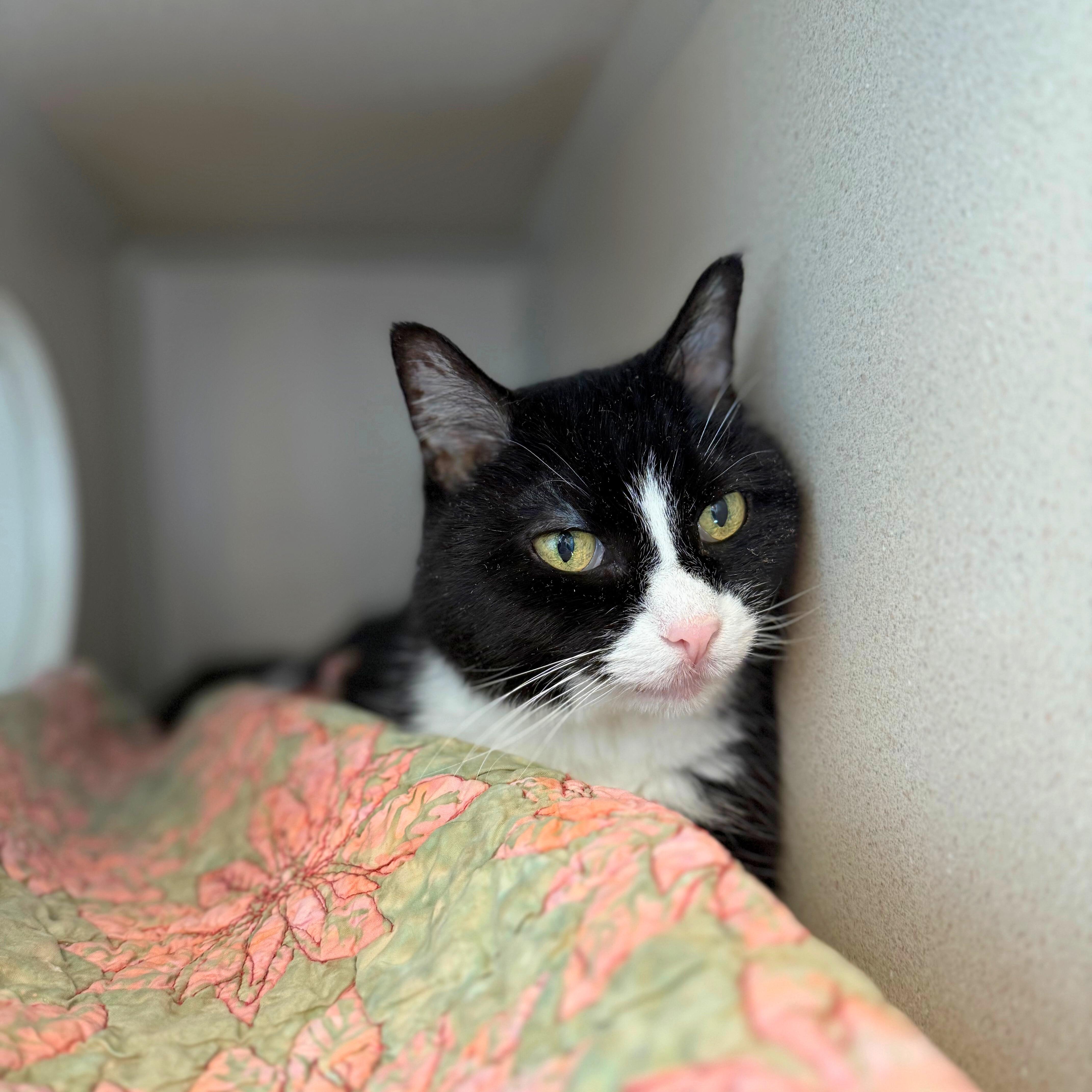 Enlarge Bella, an adoptable Domestic Short Hair in Ridgway, CO image 4/6