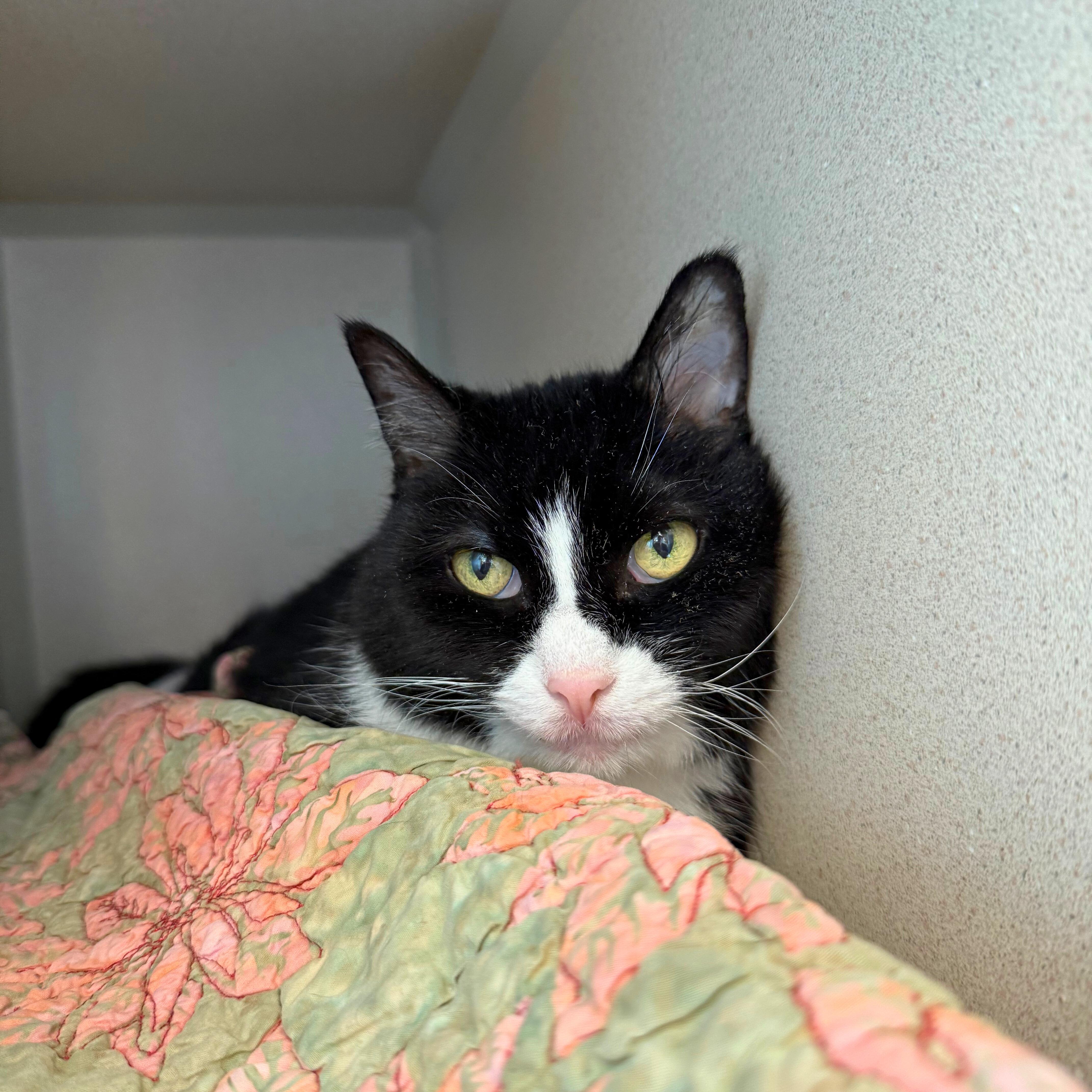 Enlarge Bella, an adoptable Domestic Short Hair in Ridgway, CO image 5/6