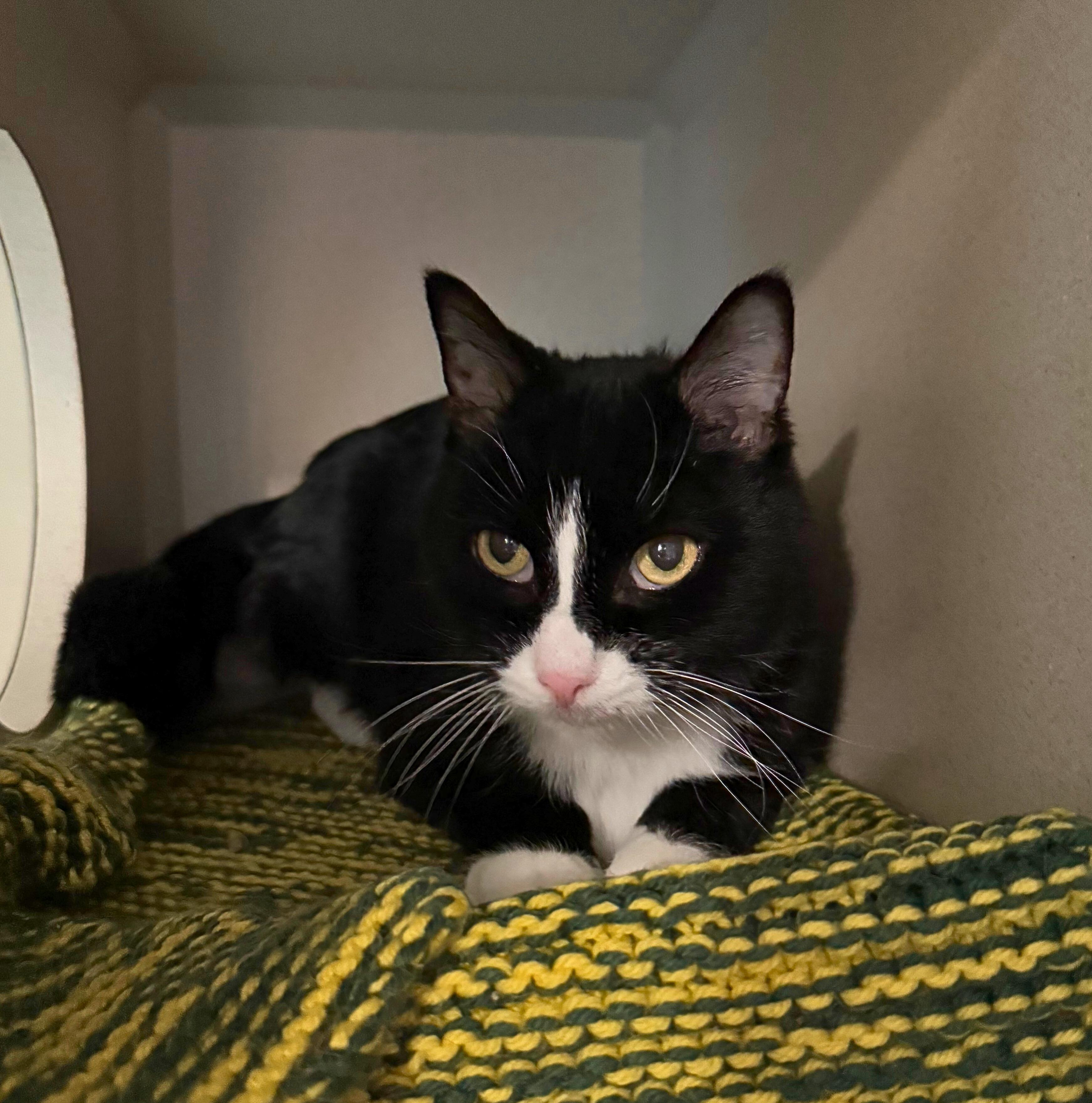 Bella, a Adoptable Domestic Short Hair in Ridgway, CO image 2/4