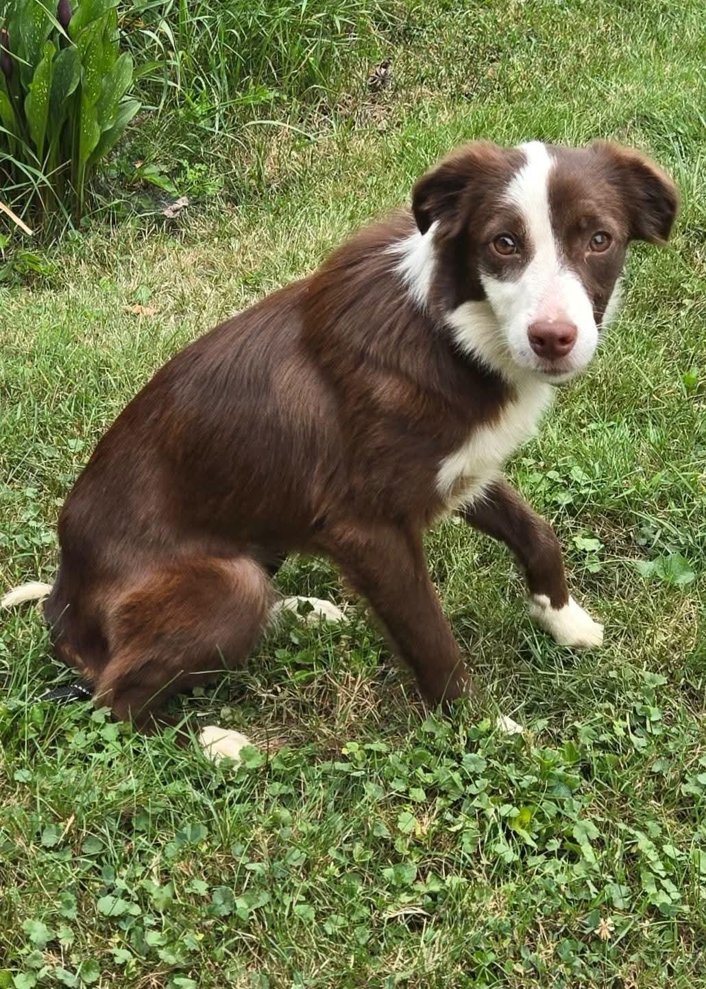 Faith, ADOPTABLE, Puppy Female Border Collie.