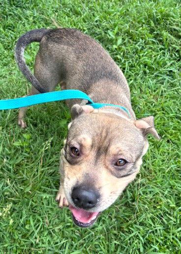 Neo, Adoptable, Young Male Pit Bull Terrier.