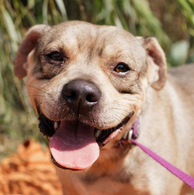 Neo, a Adoptable Pit Bull Terrier in Carrollton, GA image 2/3