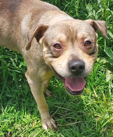 Neo, a Adoptable Pit Bull Terrier in Carrollton, GA image 3/3