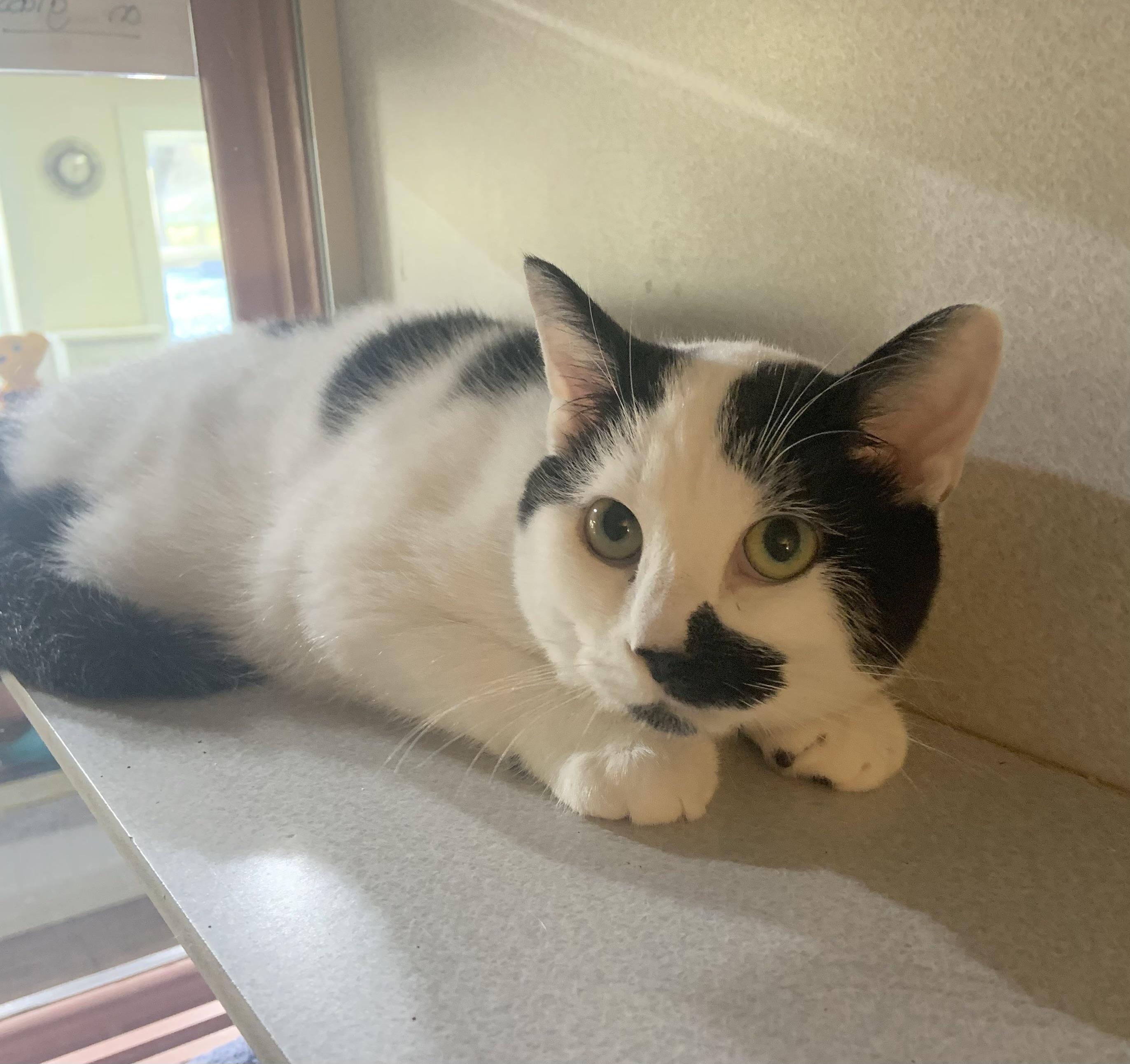 Enlarge Oreo, a ADOPTABLE mixed breed in Massena, NY image 1/1