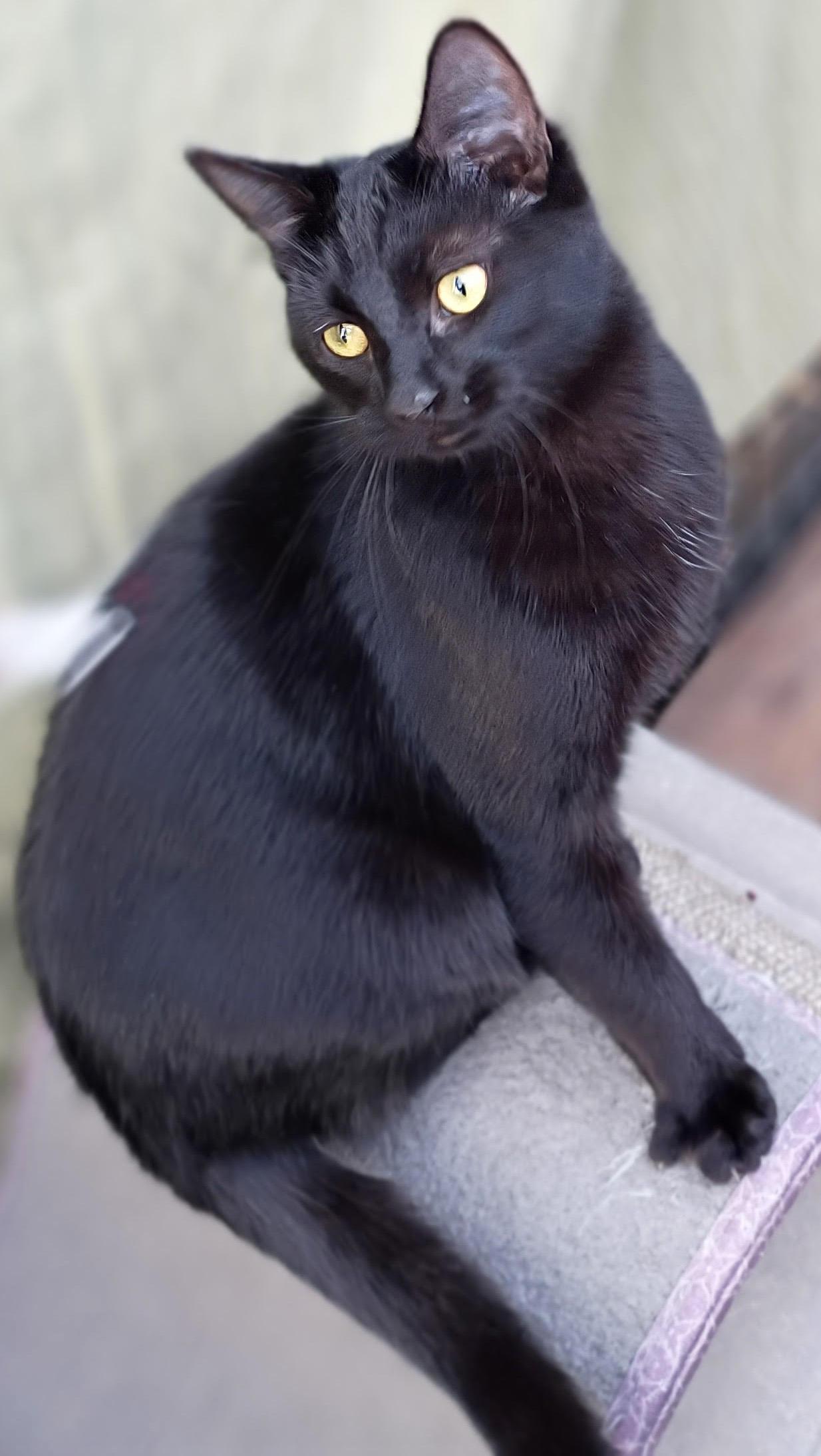 Enlarge Boo *Courtesy Post, a Adoptable Domestic Short Hair in Manhattan, KS image 3/5