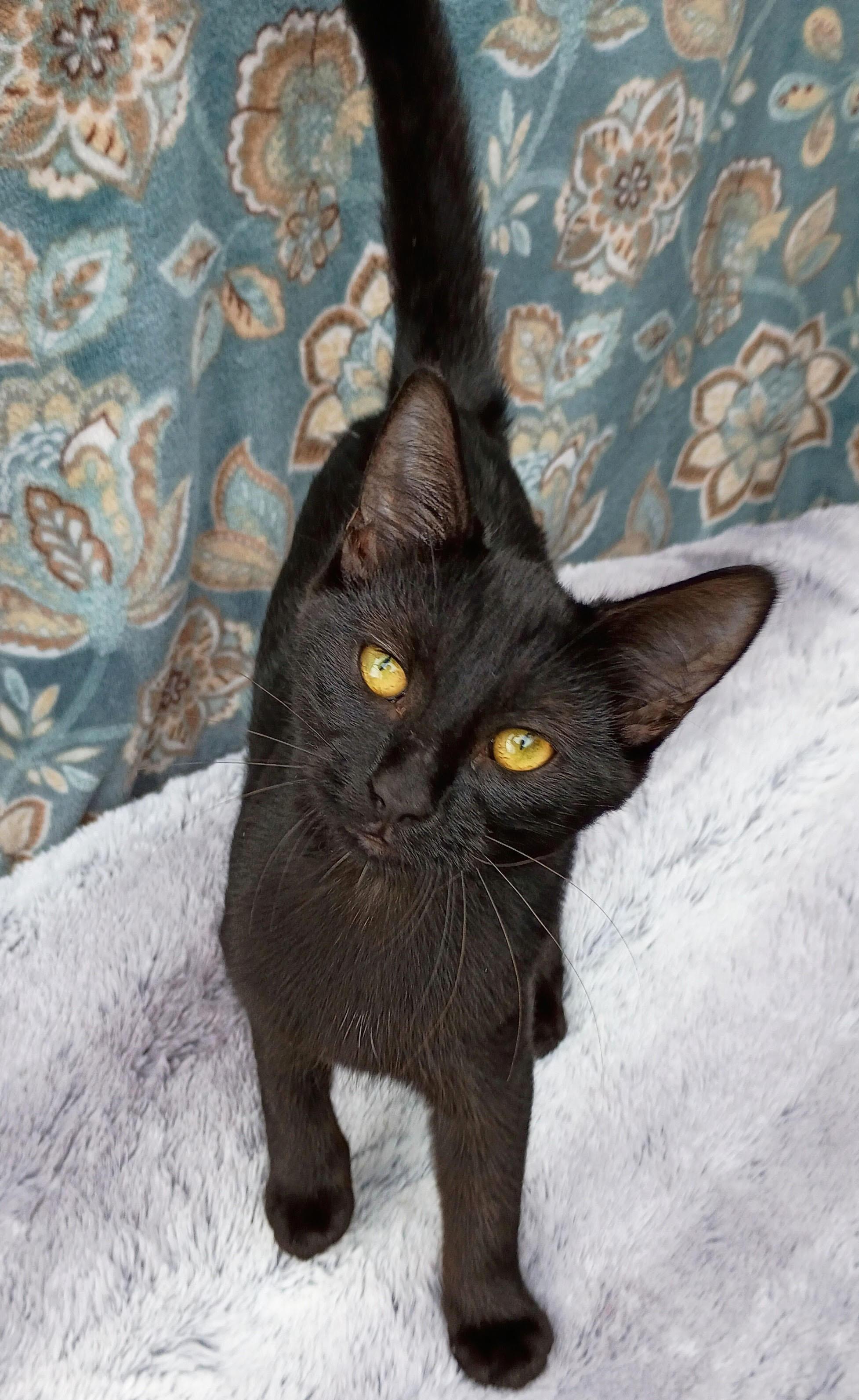 Enlarge Boo *Courtesy Post, a Adoptable Domestic Short Hair in Manhattan, KS image 1/1