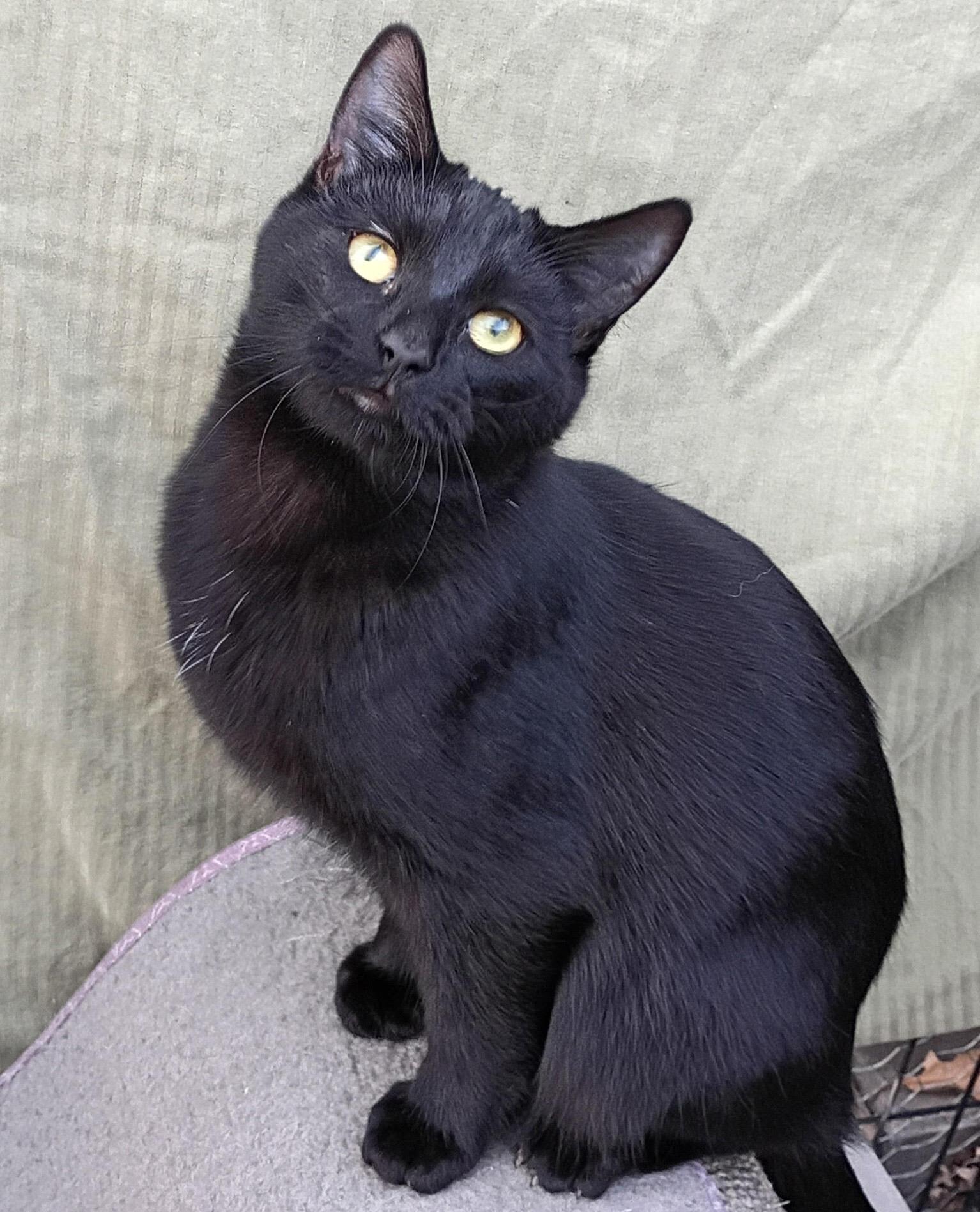 Enlarge Boo *Courtesy Post, a Adoptable Domestic Short Hair in Manhattan, KS image 2/5