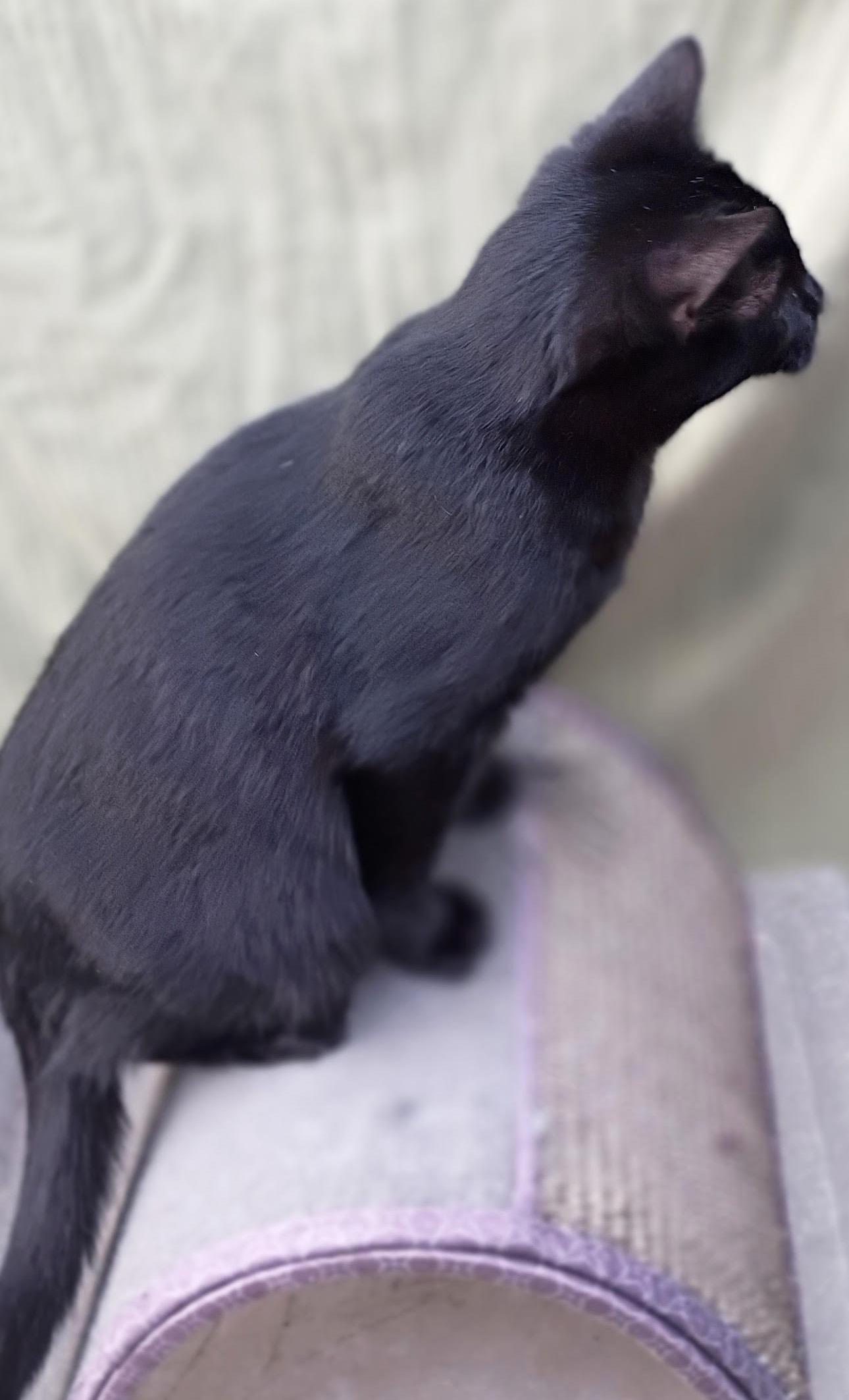 Enlarge Boo *Courtesy Post, a Adoptable Domestic Short Hair in Manhattan, KS image 5/5