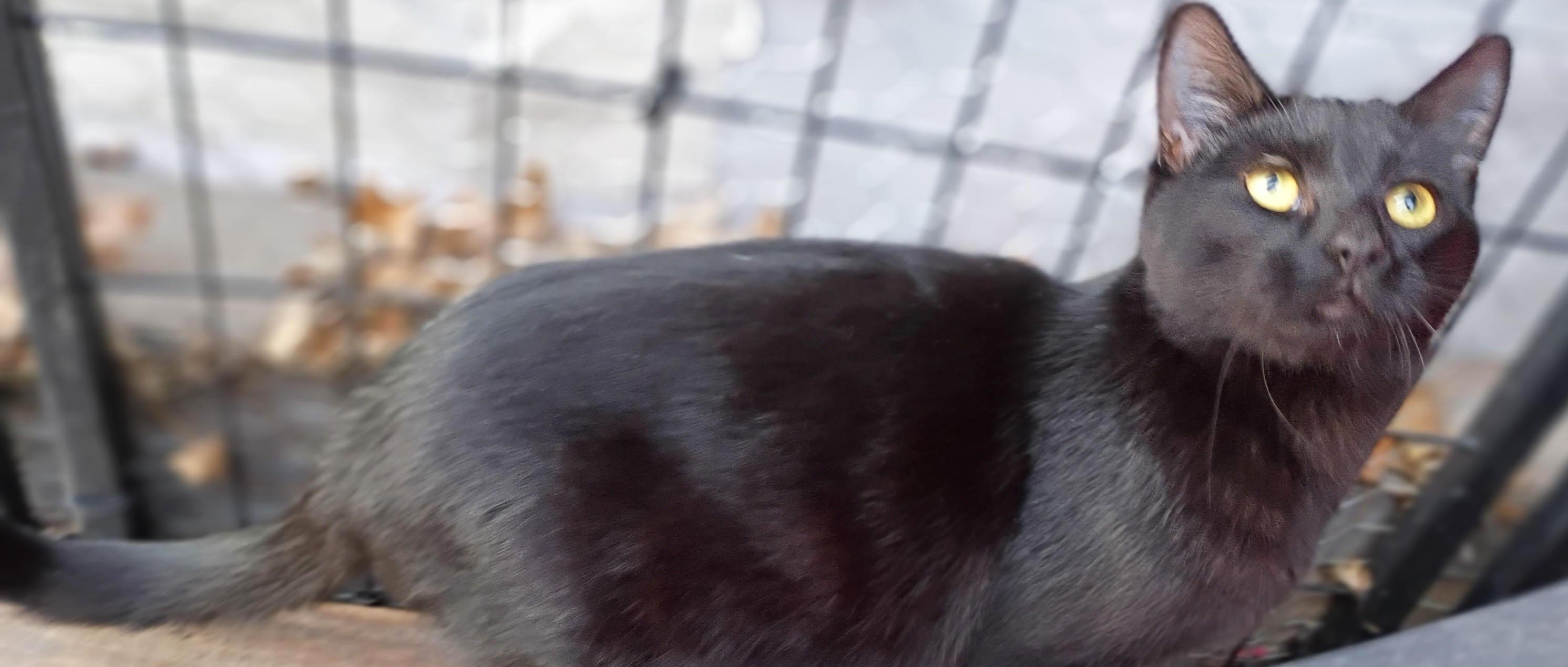 Enlarge Boo *Courtesy Post, a Adoptable Domestic Short Hair in Manhattan, KS image 4/5