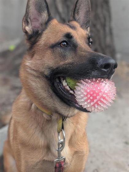 Tao, a Adoptable mixed breed in Montreal, QC image 1/3