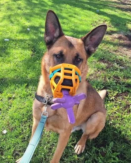 Tao, a Adoptable mixed breed in Montreal, QC image 2/3