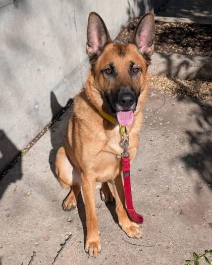 Tao, a Adoptable mixed breed in Montreal, QC image 3/3