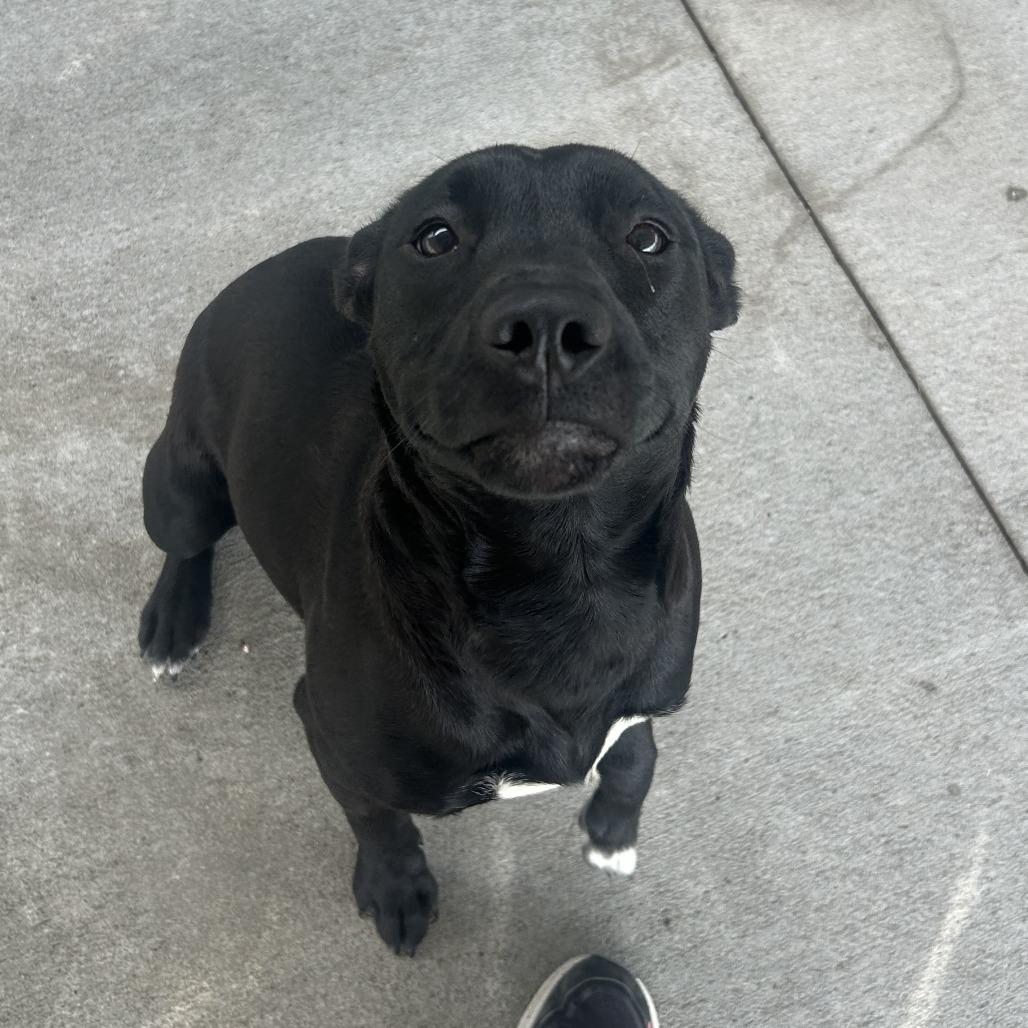Enlarge Nira, a Adoptable mixed breed in Emporia, KS image 2/5