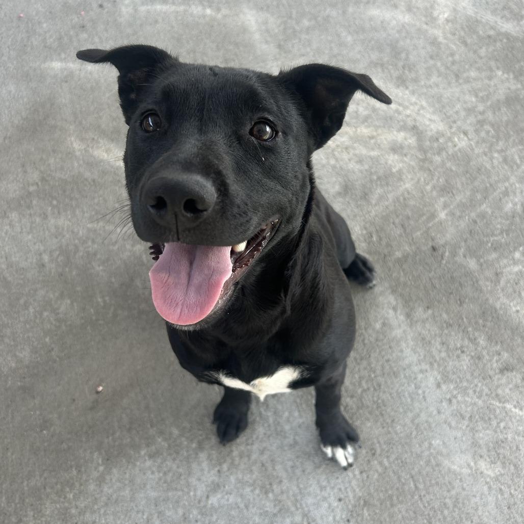 Enlarge Nira, a Adoptable mixed breed in Emporia, KS image 3/5