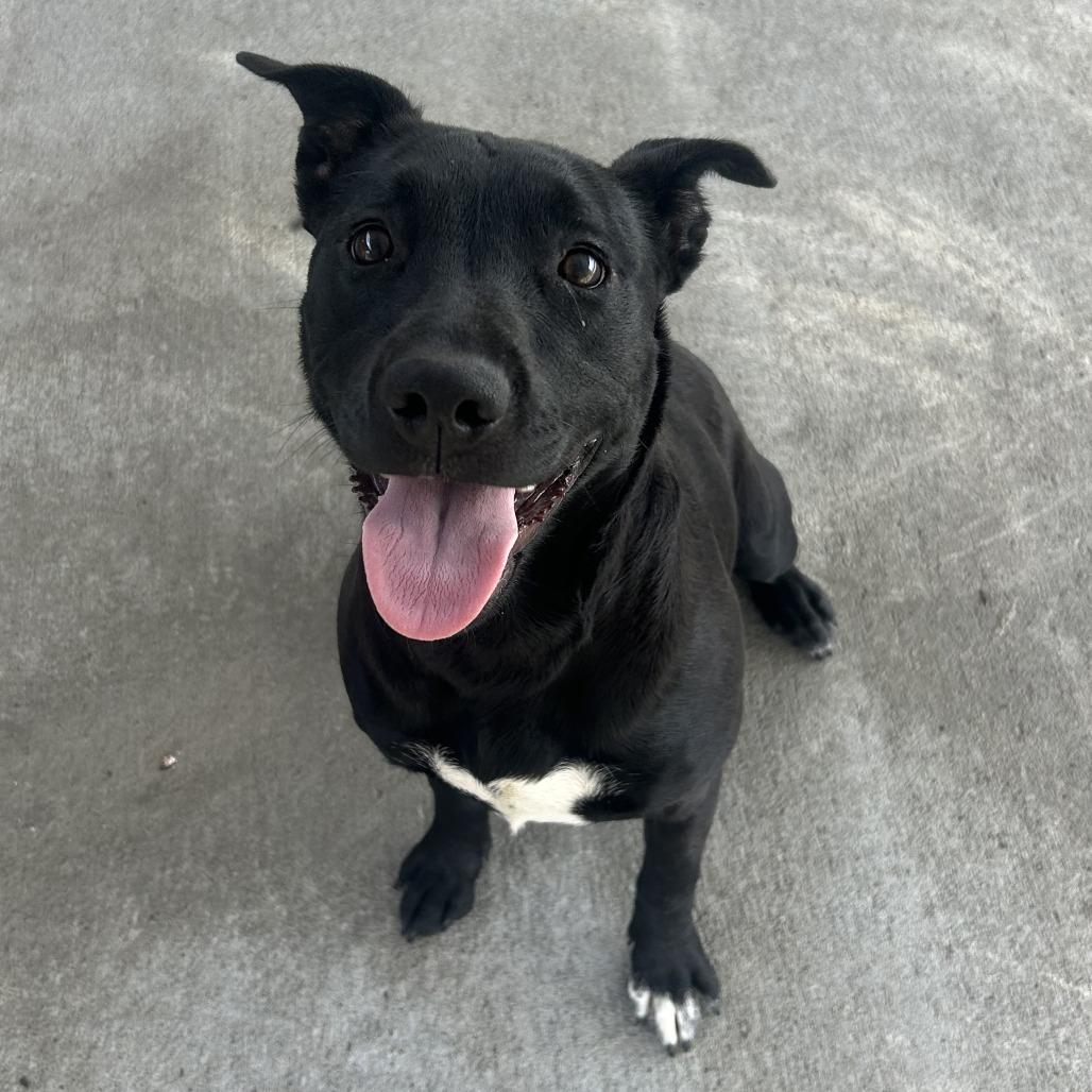Enlarge Nira, a Adoptable mixed breed in Emporia, KS image 4/5