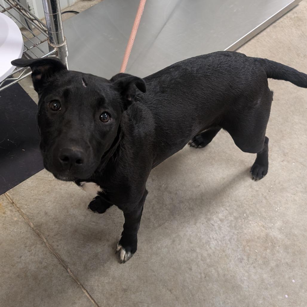 Enlarge Nira, a Adoptable mixed breed in Emporia, KS image 5/5