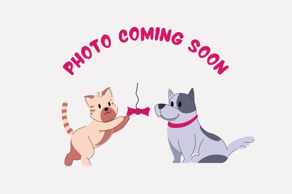 Charlie, Adoptable, Adult Male Domestic Medium Hair.