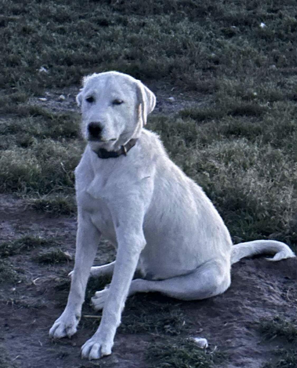 Enlarge Bessie/Nala, a Adopted mixed breed in Bountiful, UT image 1/1