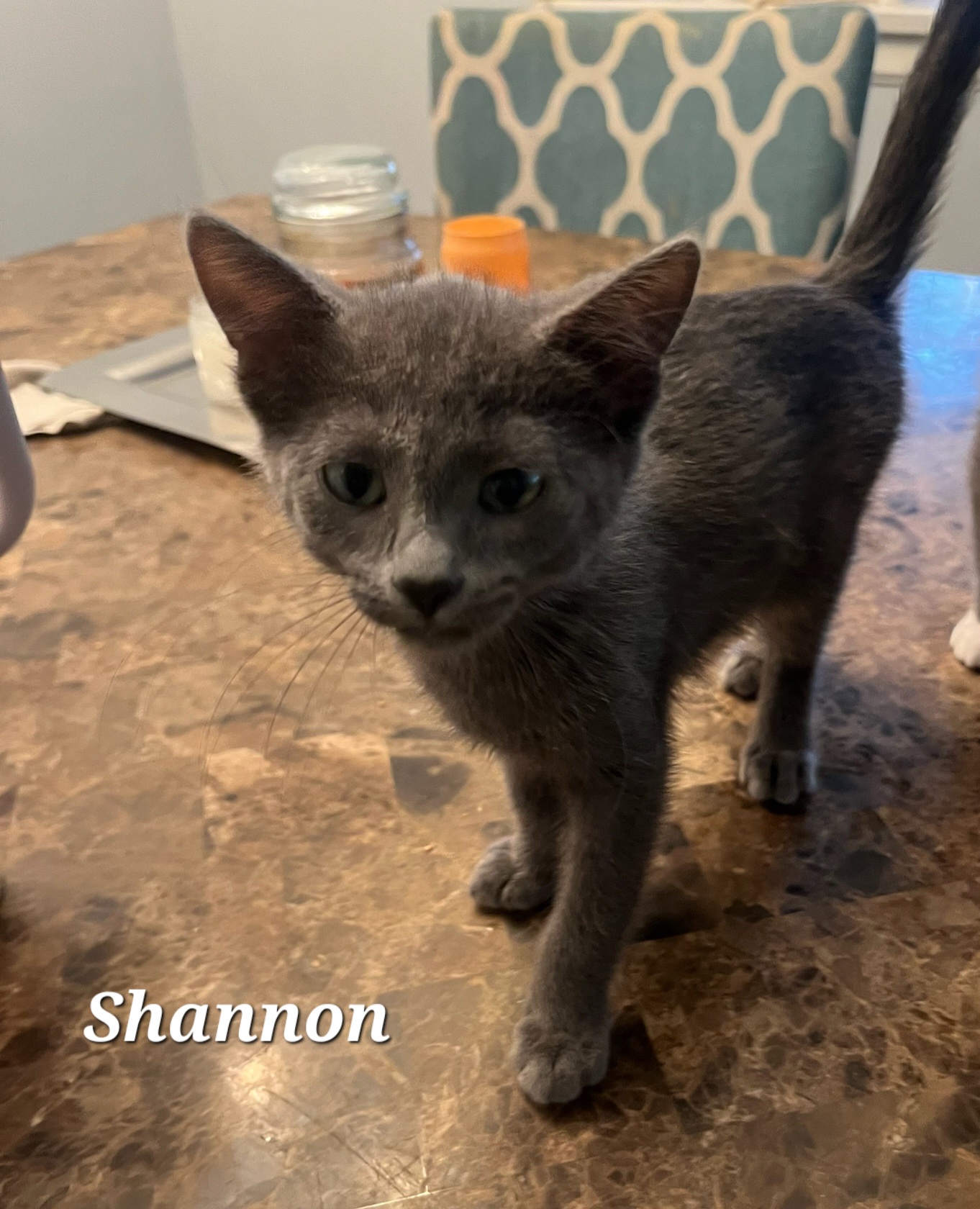 Cat for adoption Shannon, a Domestic Short Hair in Wheeling, IL