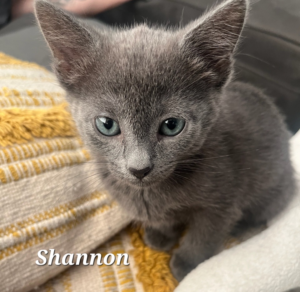 Cat for adoption Shannon, a Domestic Short Hair in Wheeling, IL