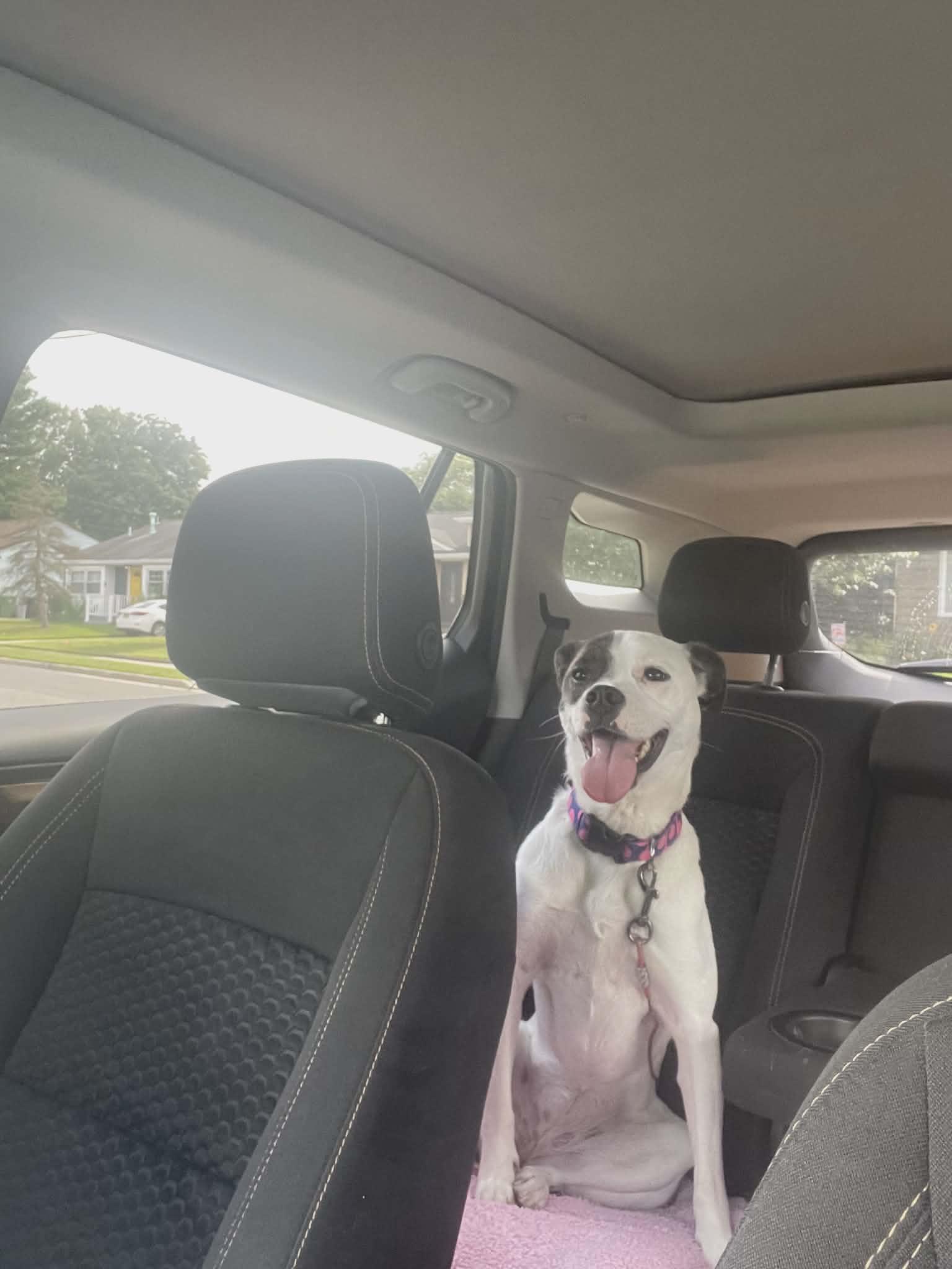 Enlarge Wendy, a ADOPTABLE American Staffordshire Terrier in Ozone Park, NY image 2/4