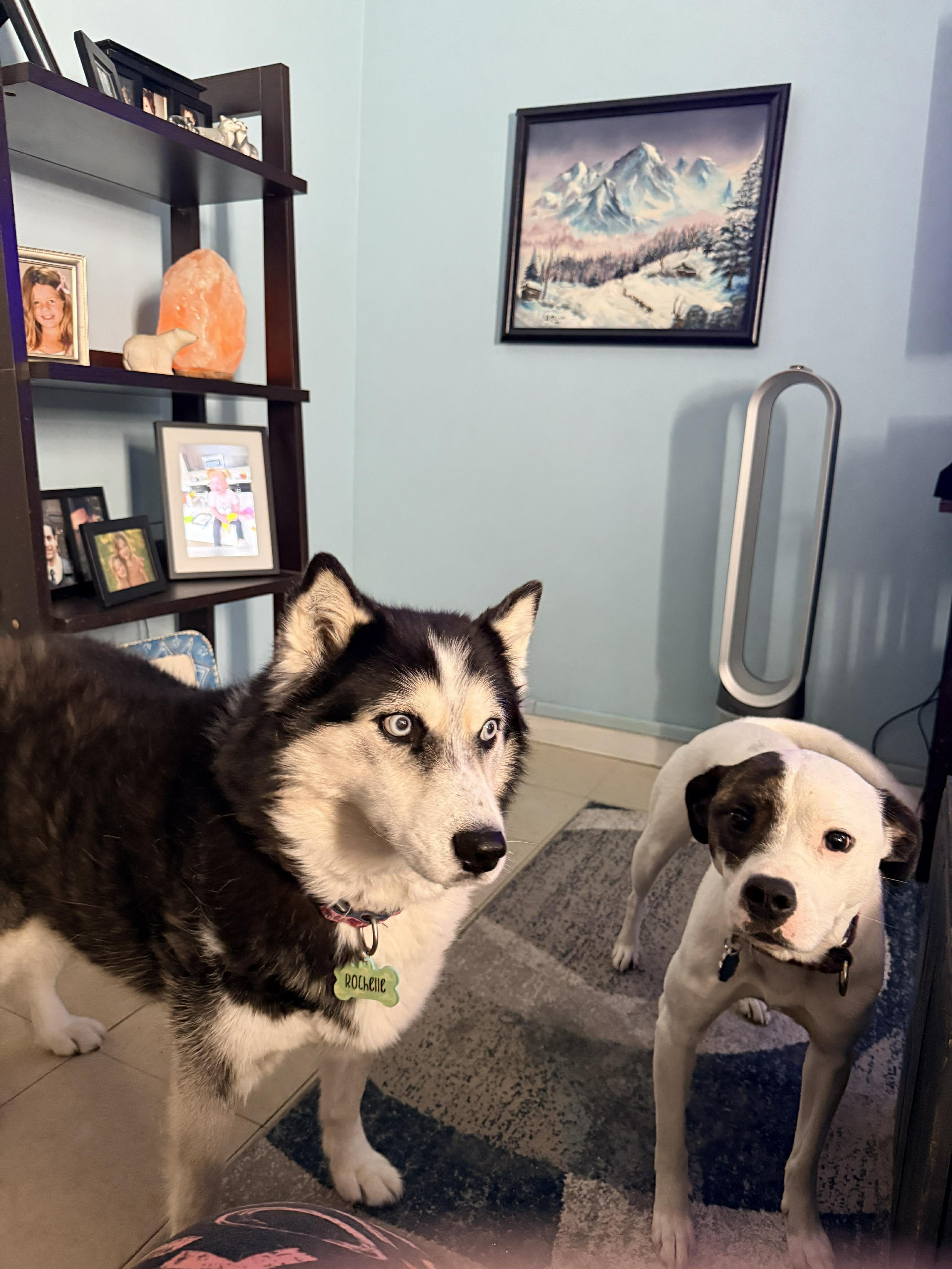 Enlarge Wendy, a ADOPTABLE American Staffordshire Terrier in Ozone Park, NY image 4/4