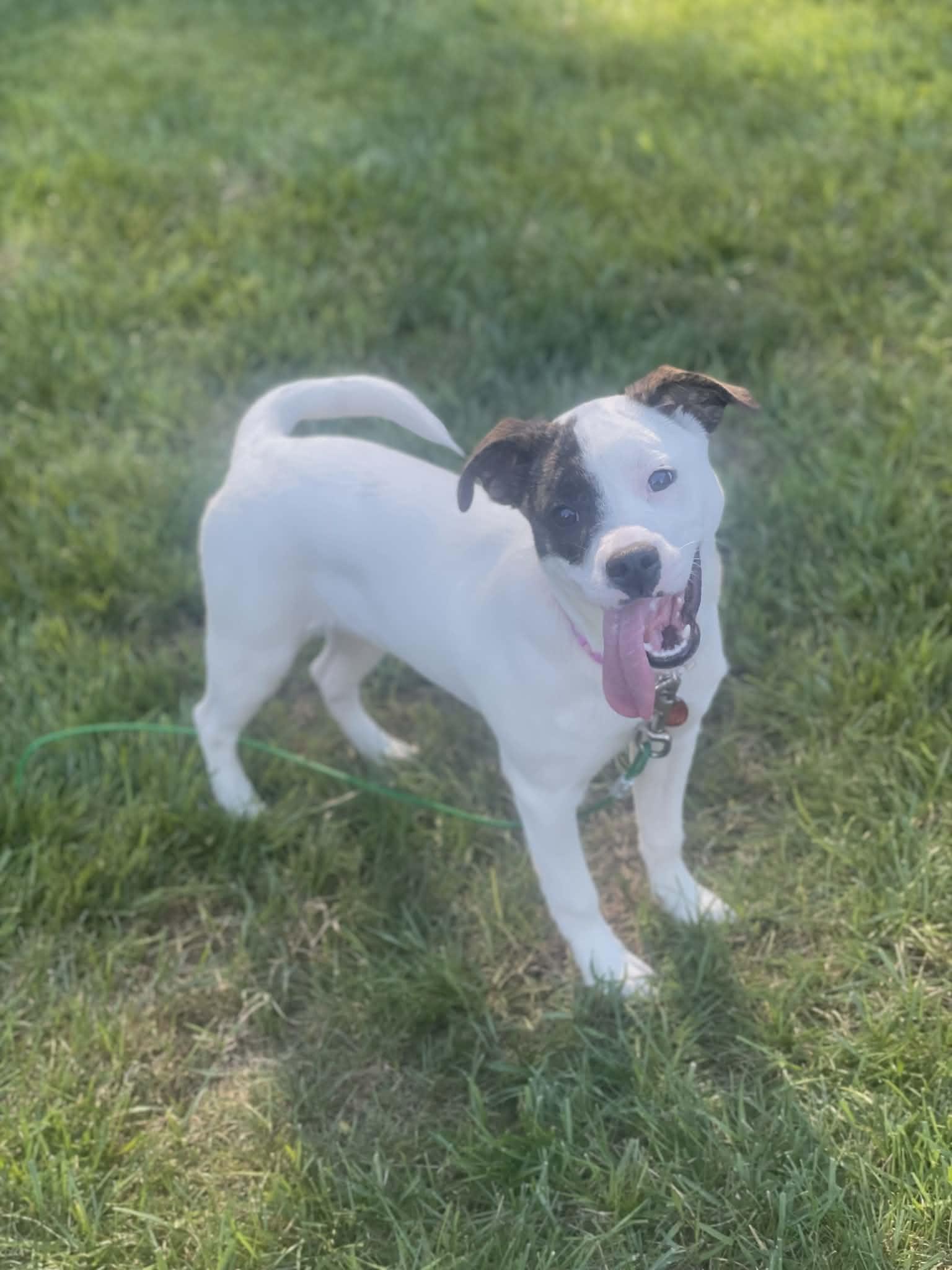 Wendy, ADOPTABLE, Young Female American Staffordshire Terrier.