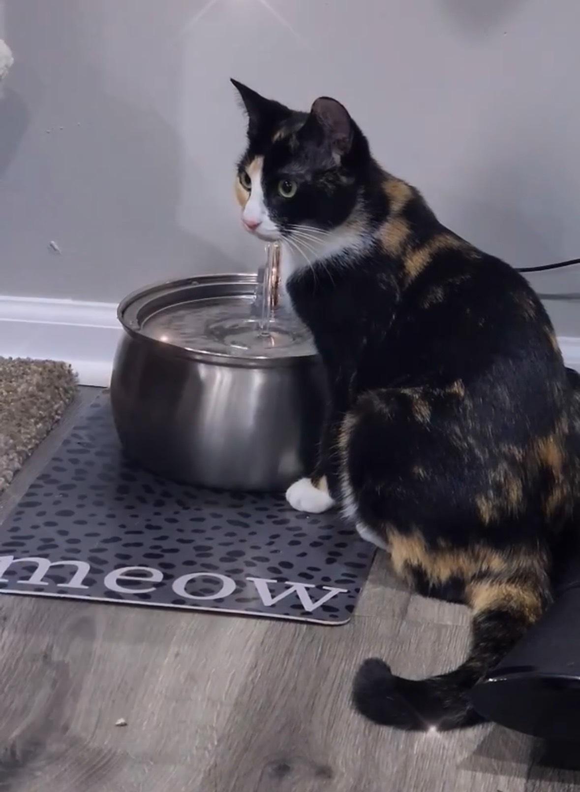 Enlarge A Bucket Full or Sunshine - The Furever Family, a Adoptable Domestic Short Hair in MANASSAS, VA image 4/5