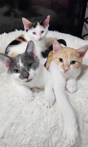 Enlarge A Bucket Full or Sunshine - The Furever Family, a Adoptable Domestic Short Hair in MANASSAS, VA image 2/5