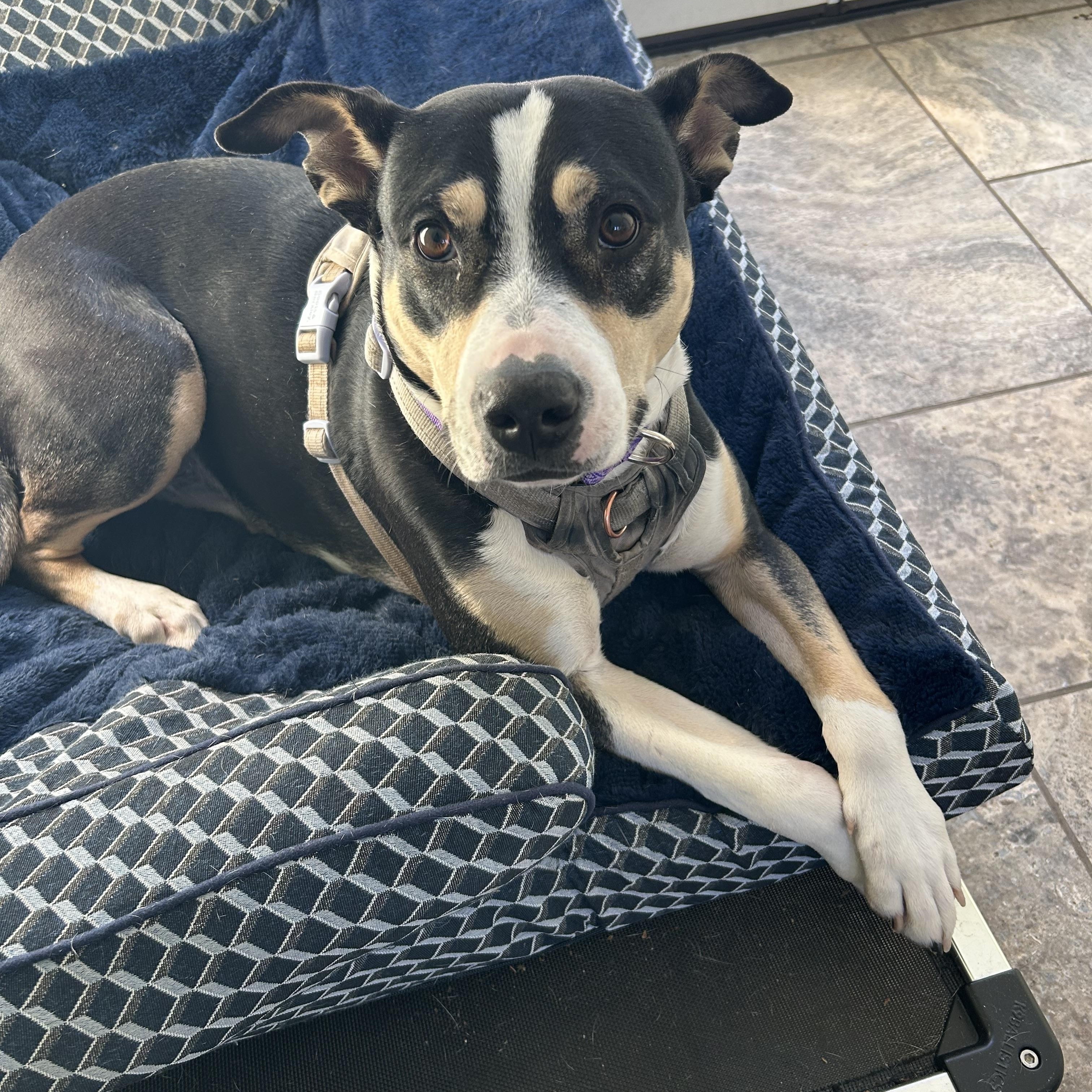Rosa, a Adoptable Australian Cattle Dog / Blue Heeler in Colchester, CT image 5/6