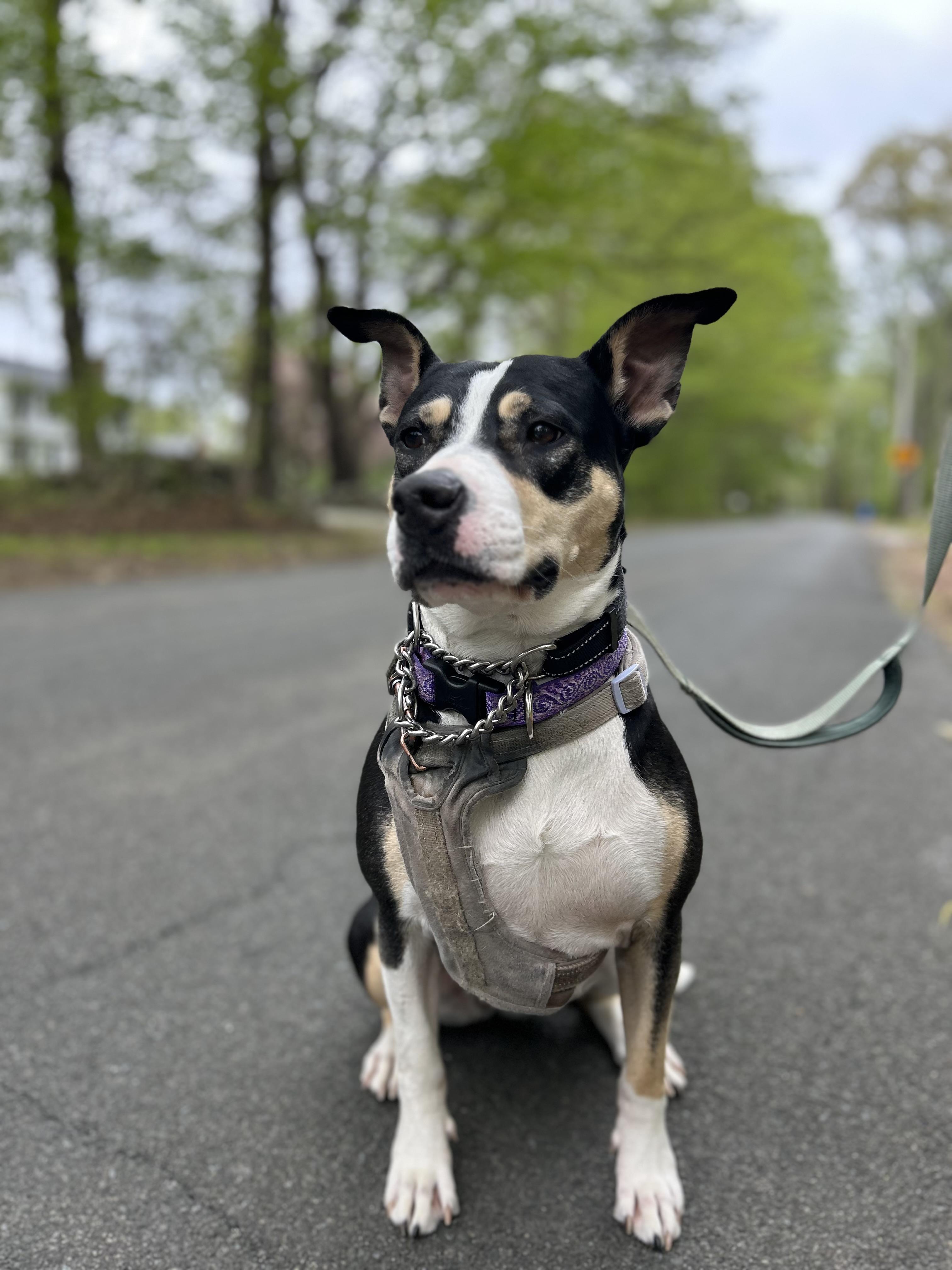 Rosa, a Adoptable Australian Cattle Dog / Blue Heeler in Colchester, CT image 1/6