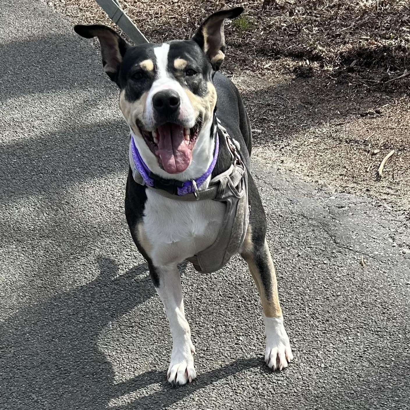 Rosa, a Adoptable Australian Cattle Dog / Blue Heeler in Colchester, CT image 2/6