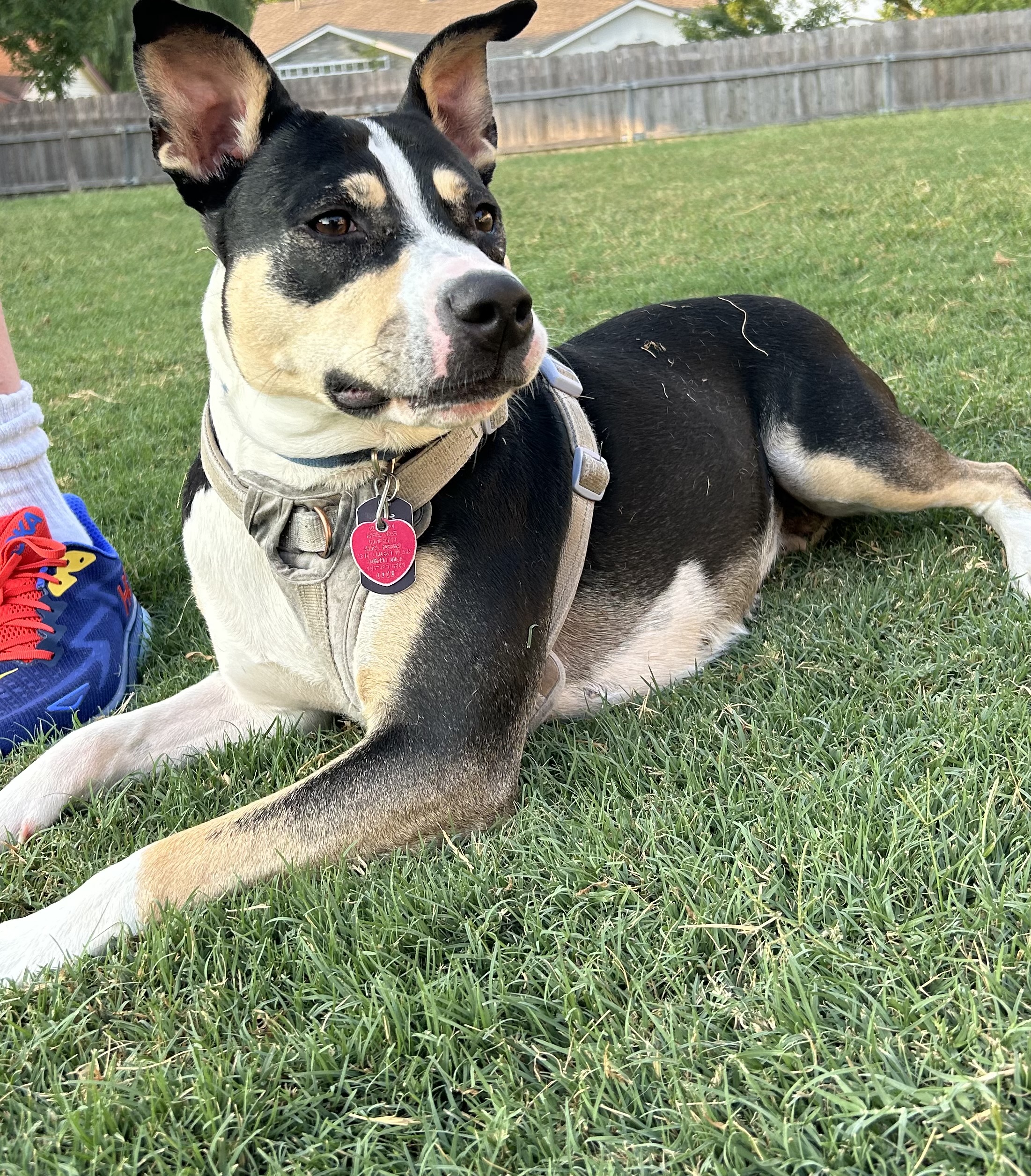 Rosa, a Adoptable Australian Cattle Dog / Blue Heeler in Colchester, CT image 6/6