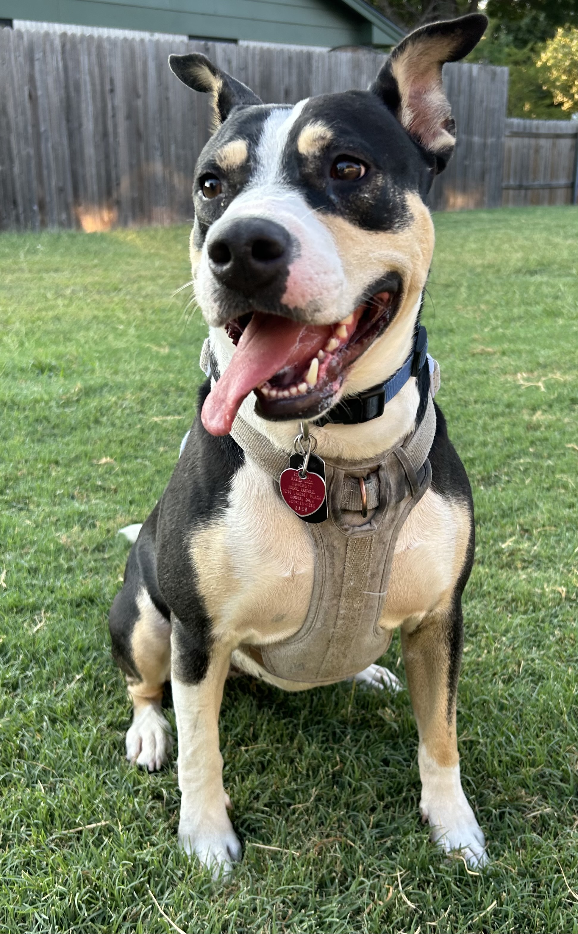 Rosa, a Adoptable Australian Cattle Dog / Blue Heeler in Colchester, CT image 4/6