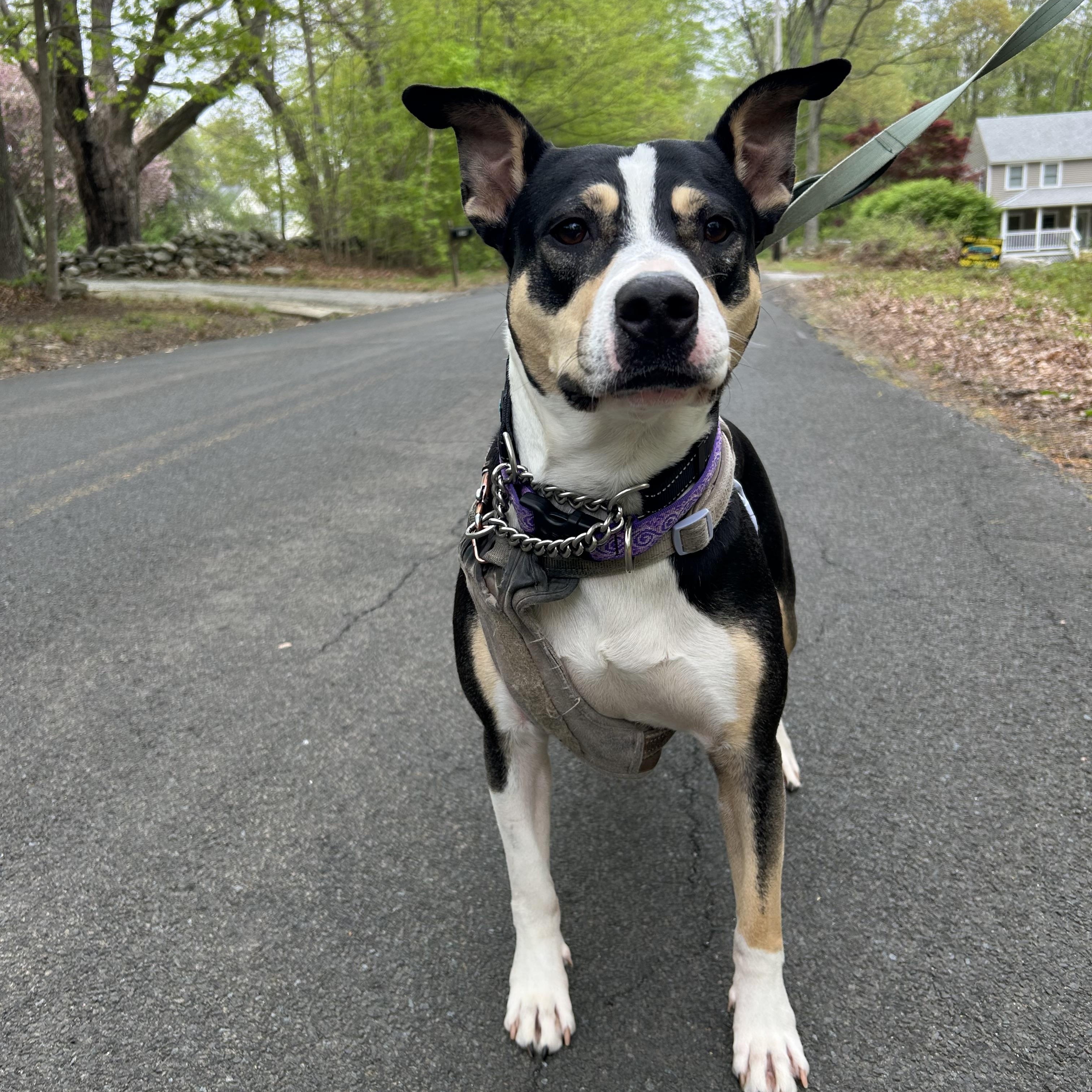 Rosa, a Adoptable Australian Cattle Dog / Blue Heeler in Colchester, CT image 3/6